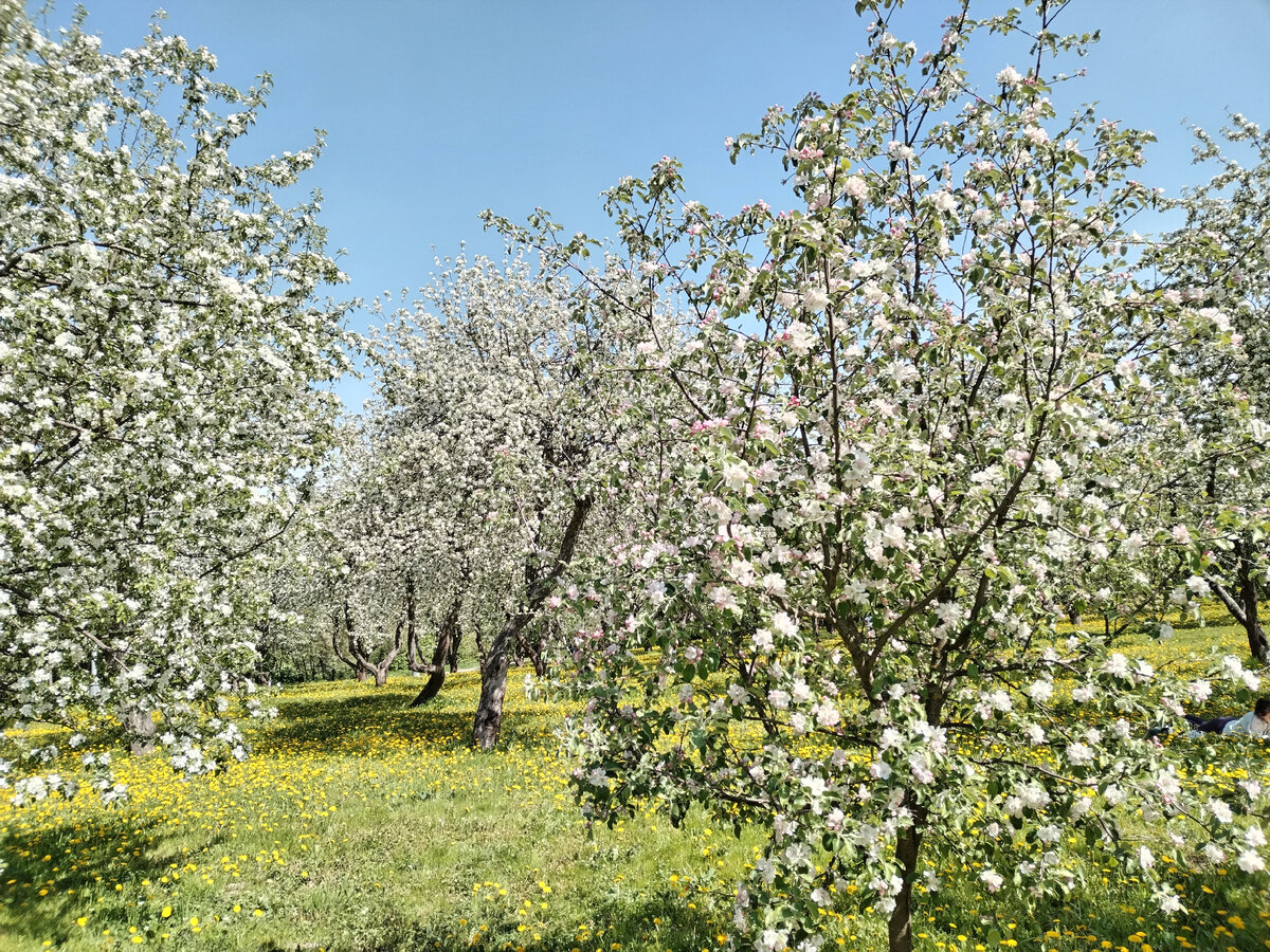 Легендарный сад. Коломенское Яблоневый сад. Цветение яблонь в Коломенском. Яблоневый сад в цвету.