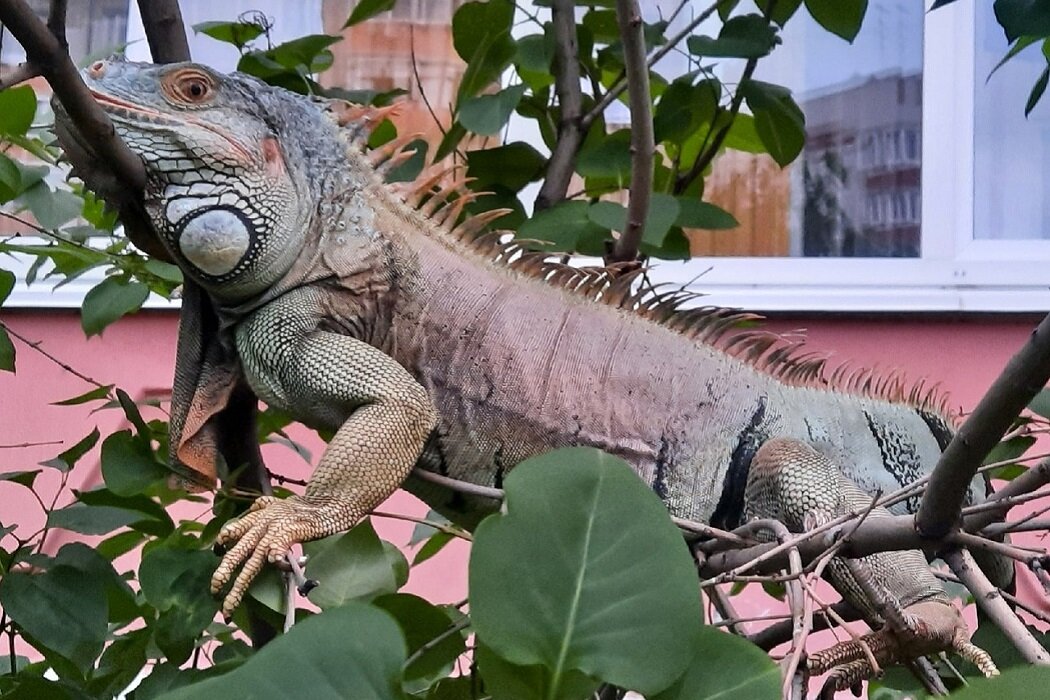 Фото: Юлия Баталова ИА @ «Уральский меридиан» Юлия Баталова  📷
