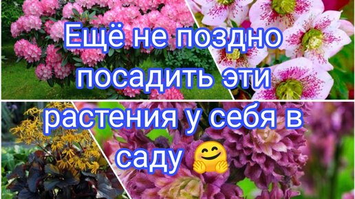 ЕЩЁ НЕ ПОЗДНО ПОСАДИТЬ ЭТИ РАСТЕНИЯ 🤗🌺 РАСТЕНИЯ ДЛЯ ВАШЕГО САДА 🤗😇🌹