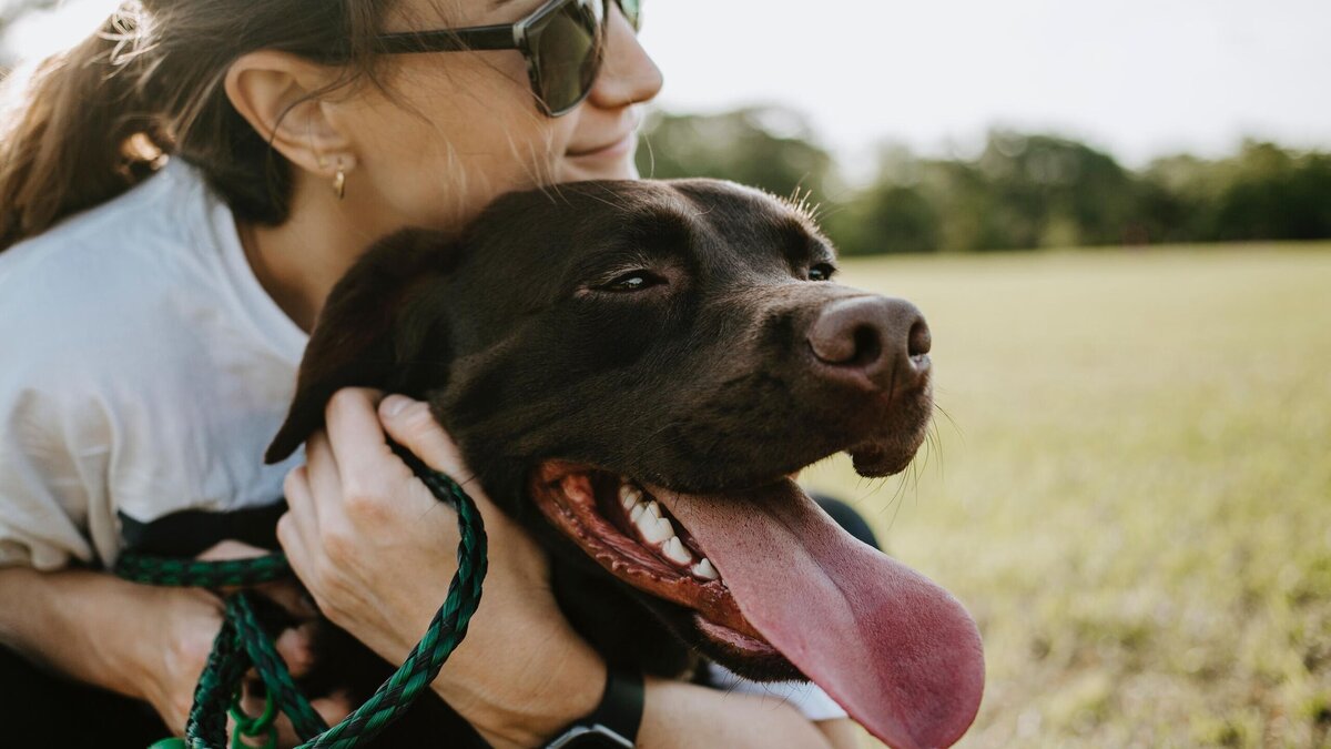    Пора домой: поведение собаки подскажет, что она вот-вот окоченеет © Unsplash | Wade Austin Ellis