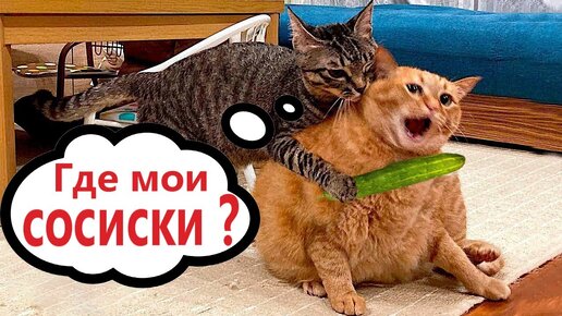 Приколы с котами! Смешная озвучка животных! Смешные коты!