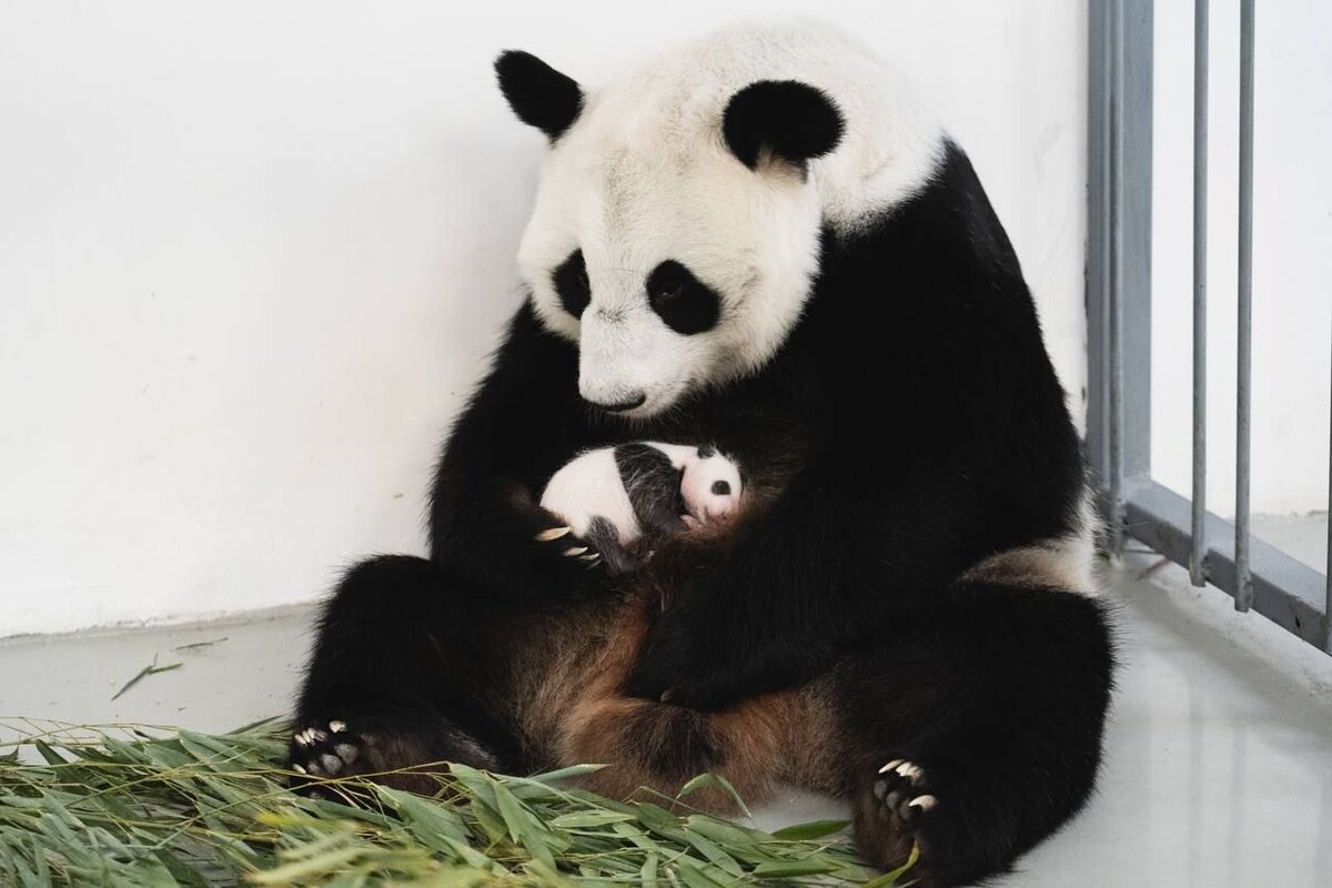    ©Telegram-канал мэра Москвы Сергея Собянина