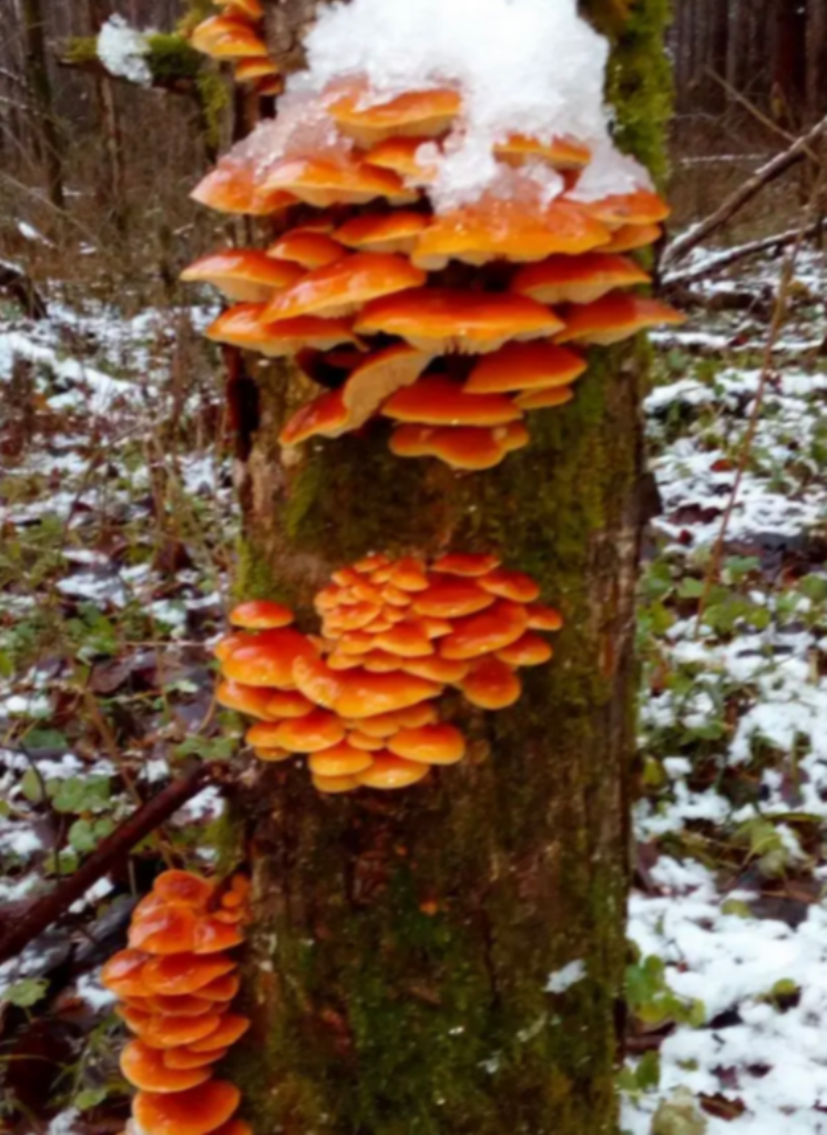 Автор фото Хризантемка