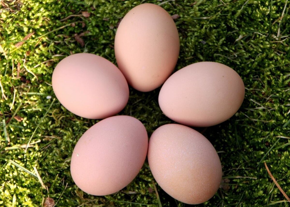 цветные яйца куриные фото