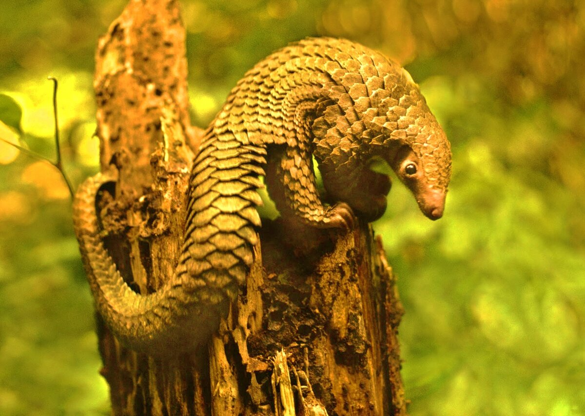 Фото с сайта: https://www.thescottishsun.co.uk