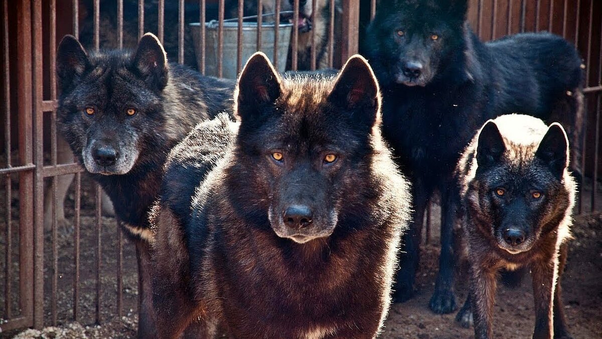 Волкособачьи гибриды породы фото и названия