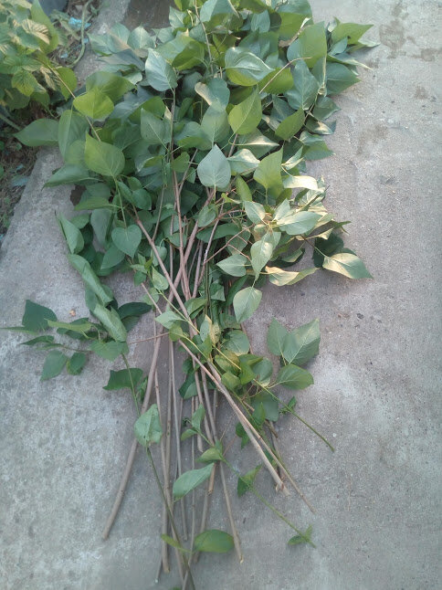 Это материал, из которого получатся будущие венички.