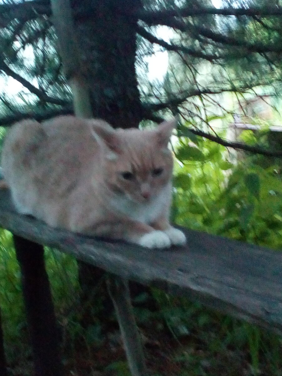 Кося спит на лавке
