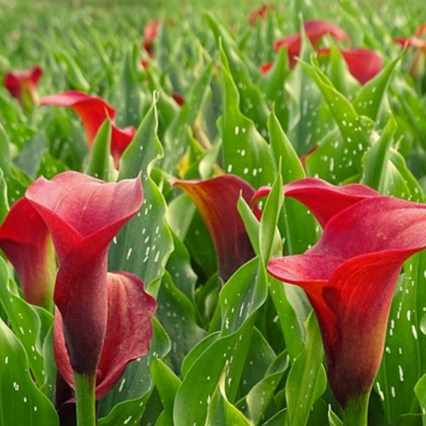 https://pixabay.com/ru/photos/%D0%BA%D0%B0%D0%BB%D0%BB%D0%B0-%D0%BA%D1%80%D0%B0%D1%81%D0%BD%D1%8B%D0%B9-%D1%86%D0%B2%D0%B5%D1%82%D1%8B-%D0%BA%D0%B0%D0%BB%D0%BB%D0%B0-%D1%86%D0%B2%D0%B5%D1%82%D0%BE%D0%BA-1923943/