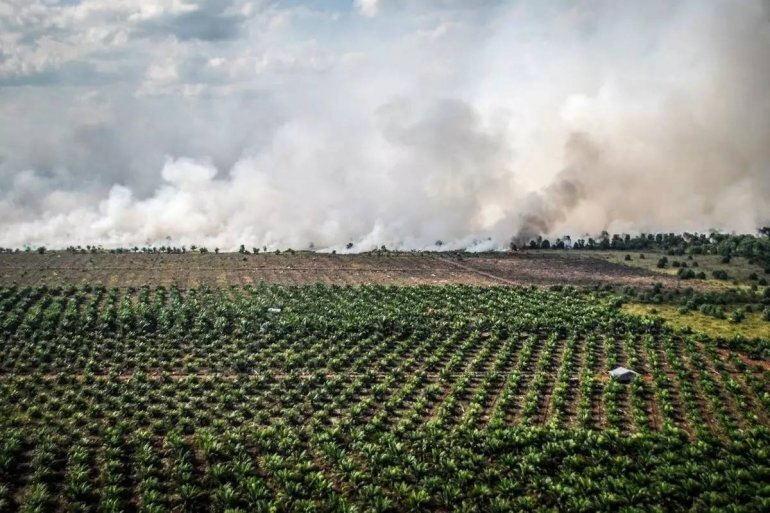 Как пальмовое масло становится причиной вымирания орангутангов