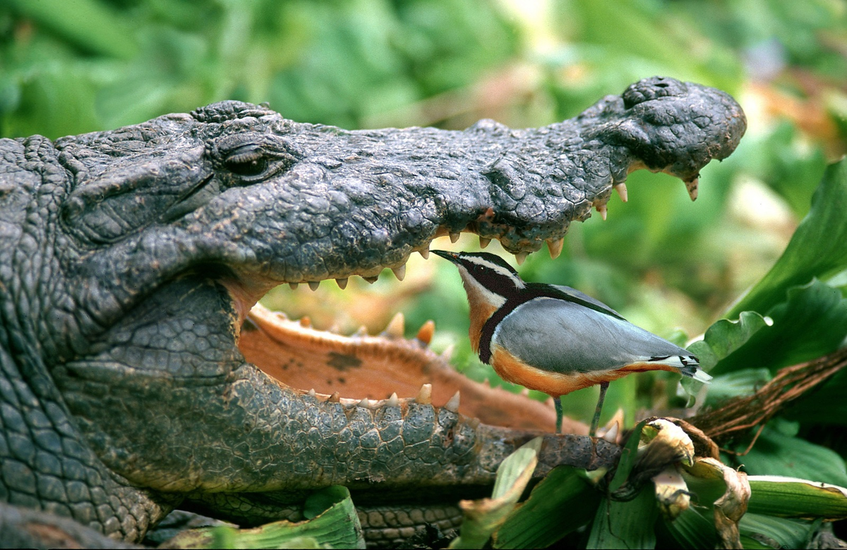 Нильские крокодилы используют пернатых дантистов для чистки зубов. (https://yandex.fr/images/)