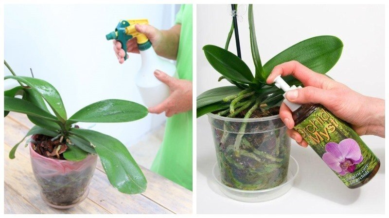 Опрыскивание орхидей (Источник: Яндекс.Картинки)