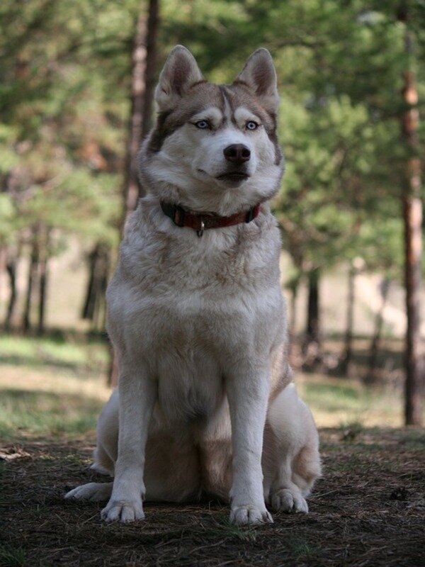 https://cdn.pixabay.com/photo/2017/12/07/13/48/siberian-husky-3003813_960_720.jpg