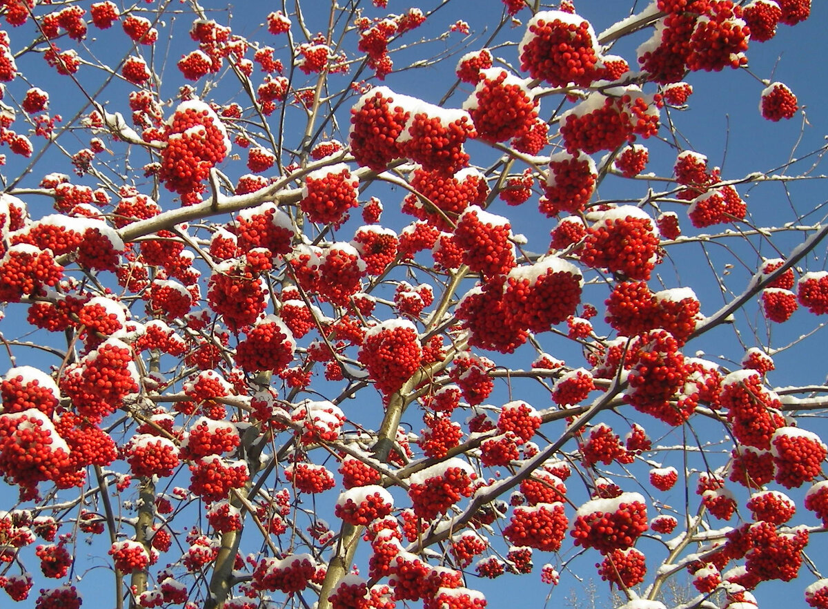 В виде заснеженной рябины - счастья синиц и снегирей. Фото автора