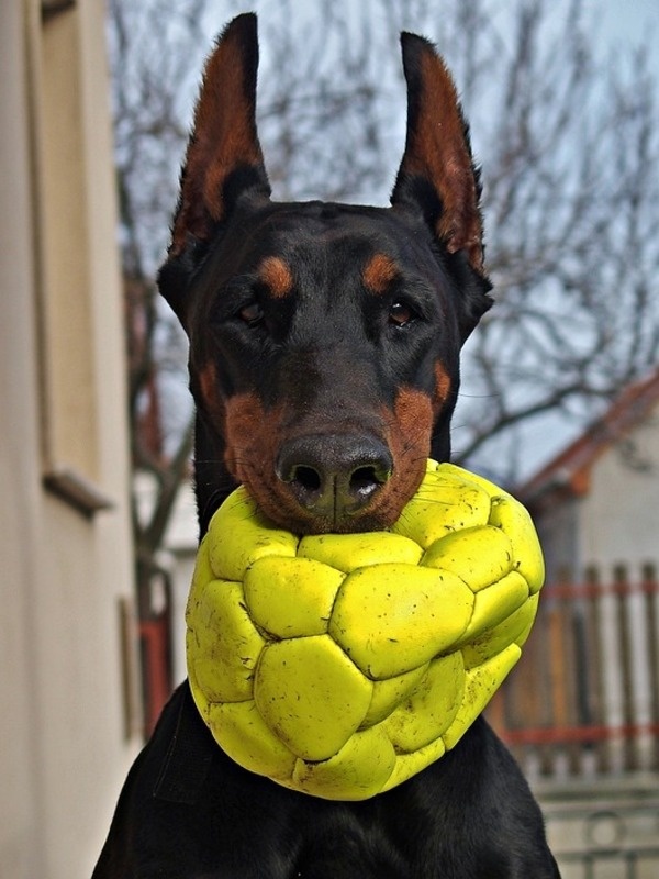 https://cdn.pixabay.com/photo/2017/12/16/17/44/doberman-3023038_960_720.jpg