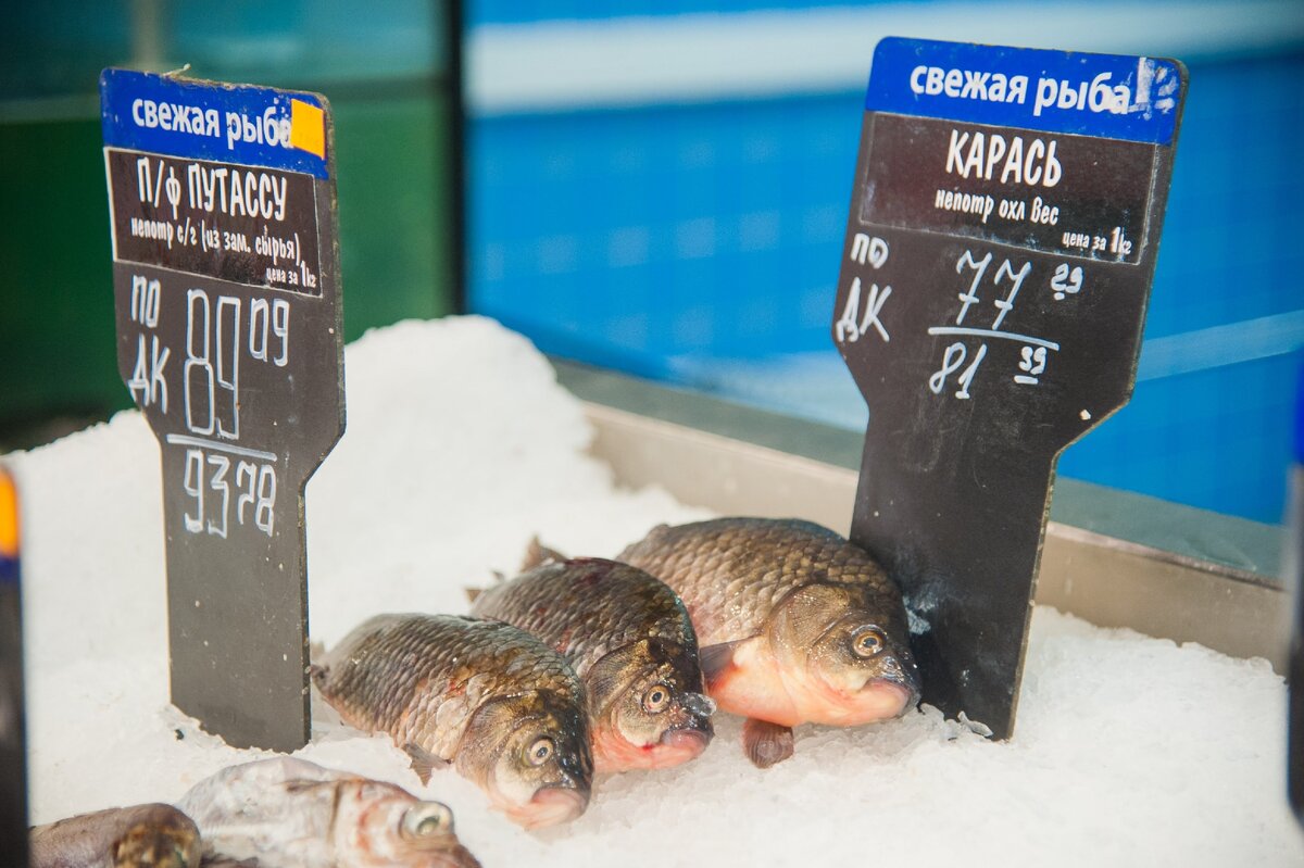 Уфа рыба. Рыбка врач. Гарра руфа (спа рыбка) 3-4см. Рыбный врач. Рыбный врач.