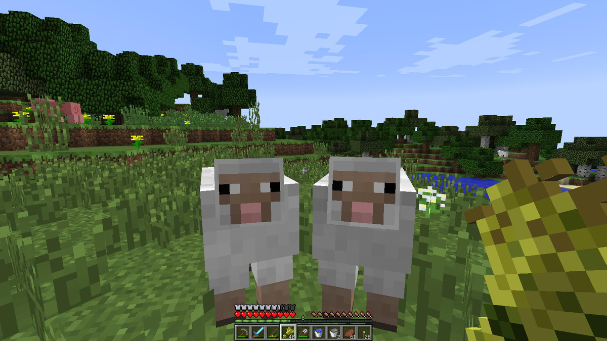 Размножение овец.