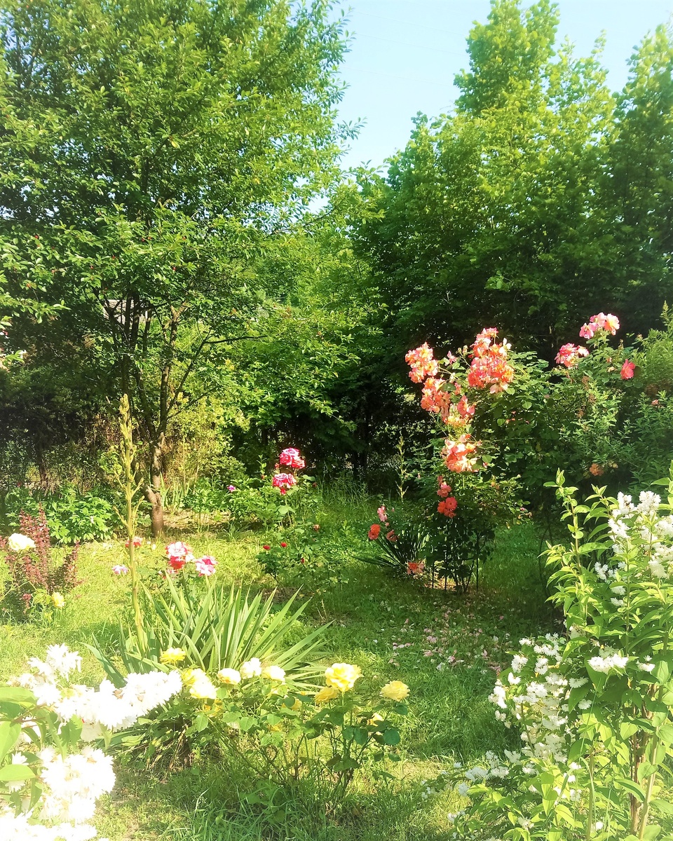 бабины розы - ее любовь и гордость