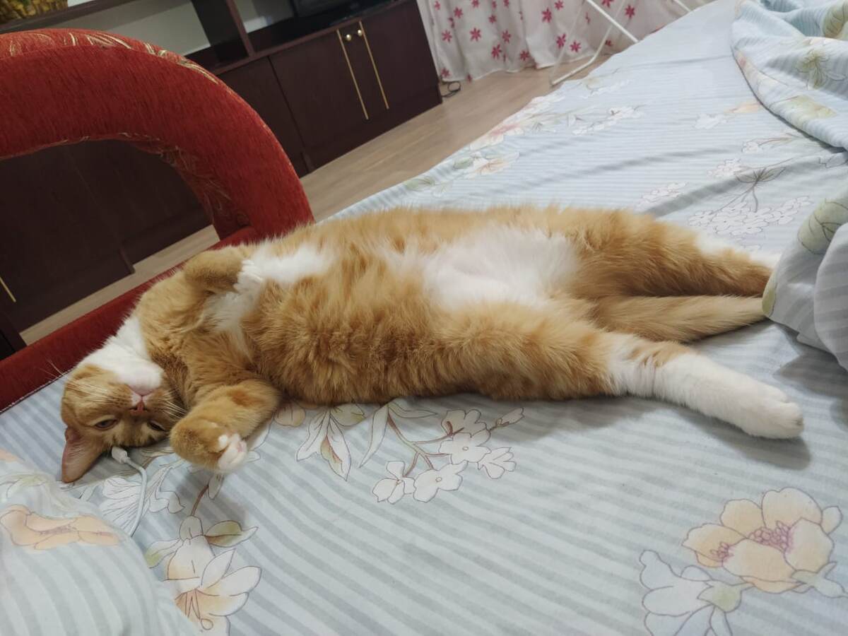 Кот Януш выпускник Банда Дворян