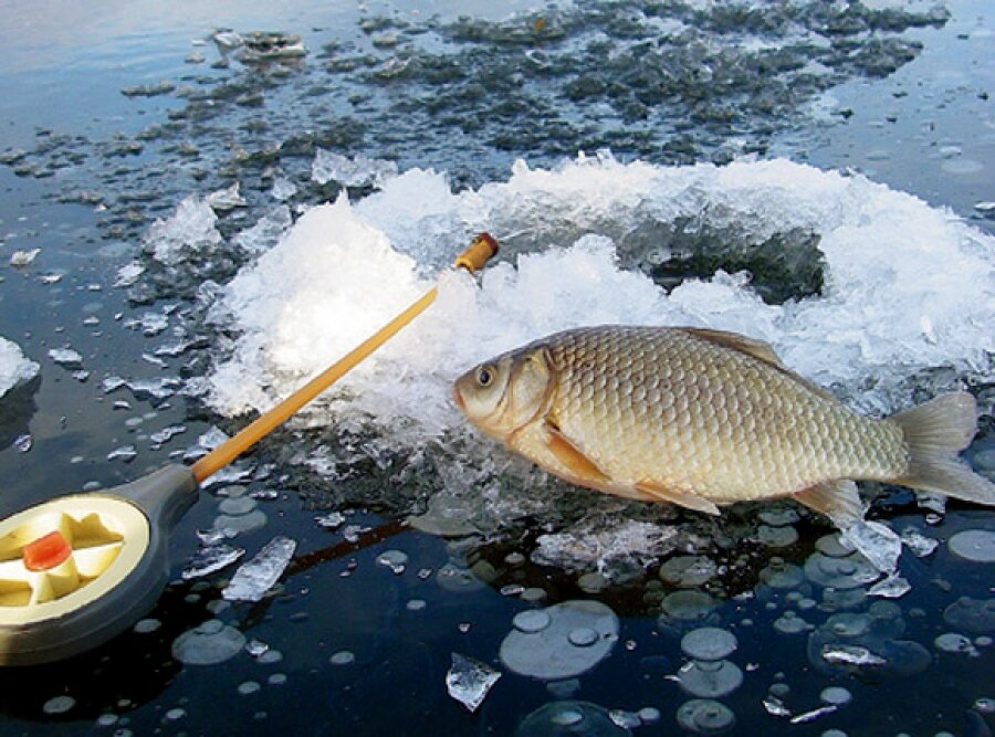 На что ловить карася зимой со льда на озере