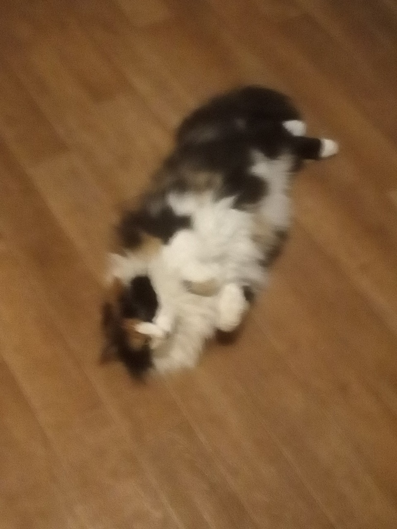 Дуся, 4 года