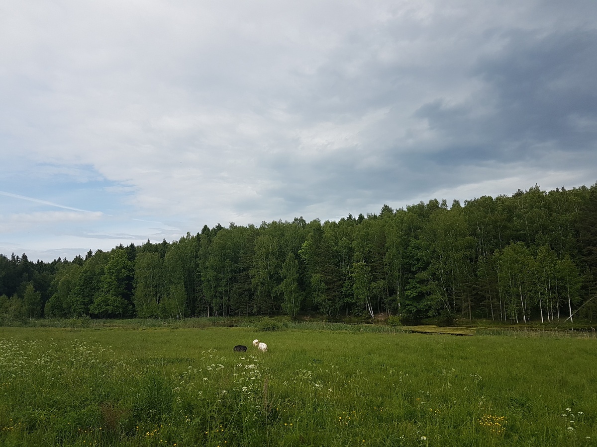 Рядом поле, лес и небольшой пруд.