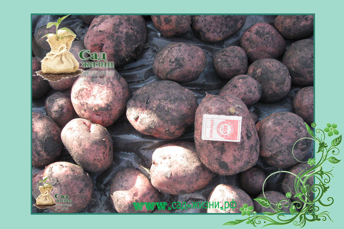 Почему картошка чернеет после варки? Картофель вредный для здоровья