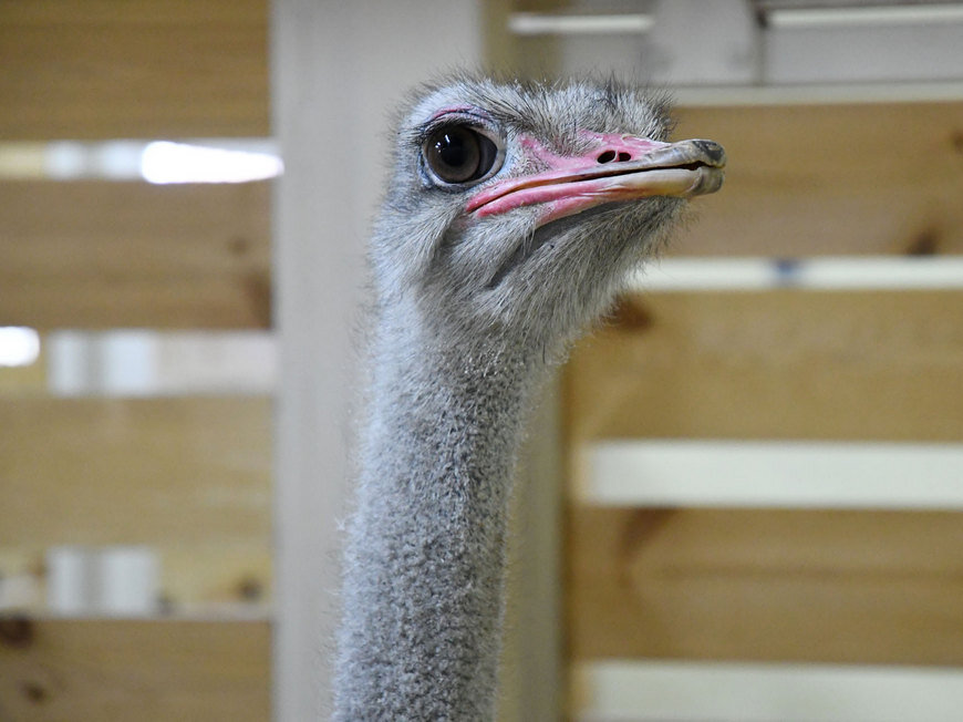 Фото: Город Казань KZN.RU