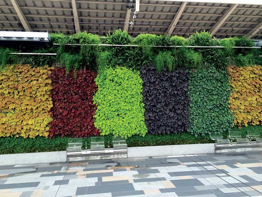 Фото с сайта Terra Nova Nursery