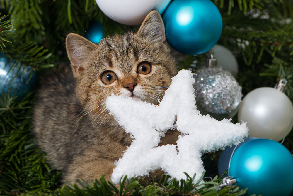 Яндекс картинки