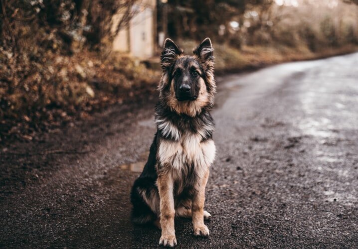Источник фото: https://blog.glamorousdogs.com/ultimate-guide-to-german-shepherd-puppies/