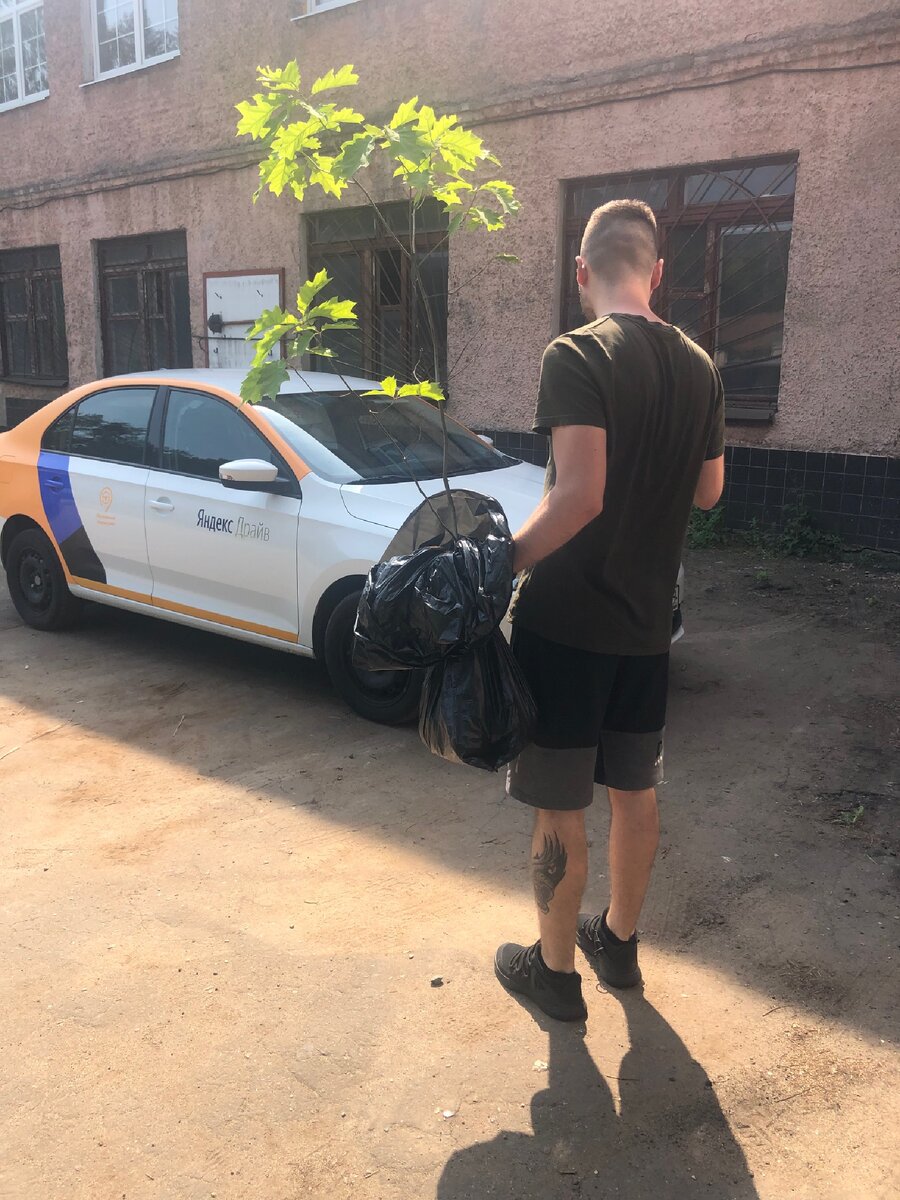 Транспортировка молодого Дуба