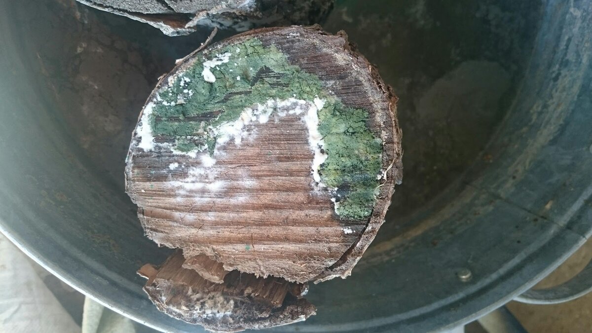 Спороношение гриба Trichoderma sp.