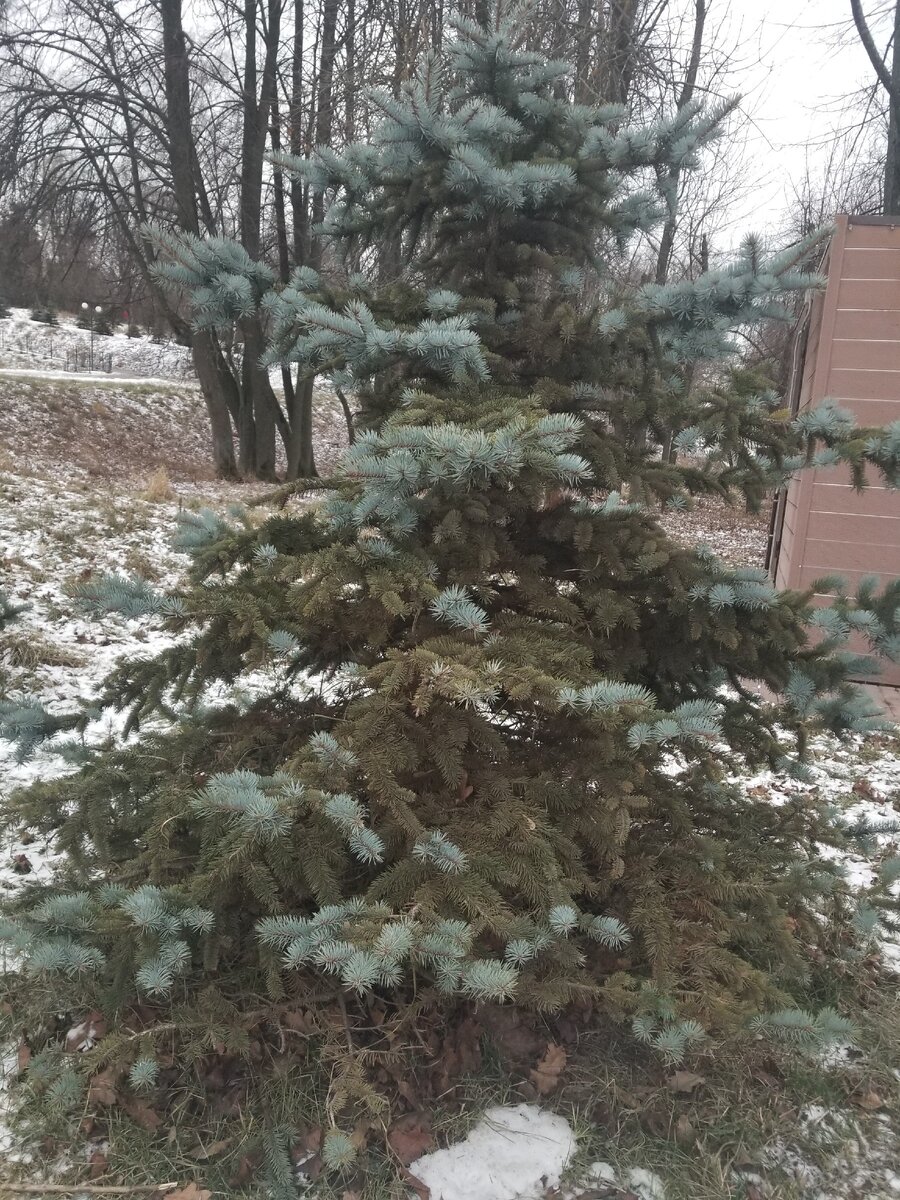 Как вам елочка ??