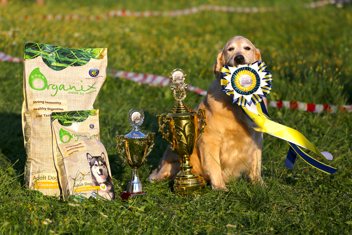 Наша Мегги после победы на выставке. Это не реклама корма. Мои собаки не питаются этим кормом.