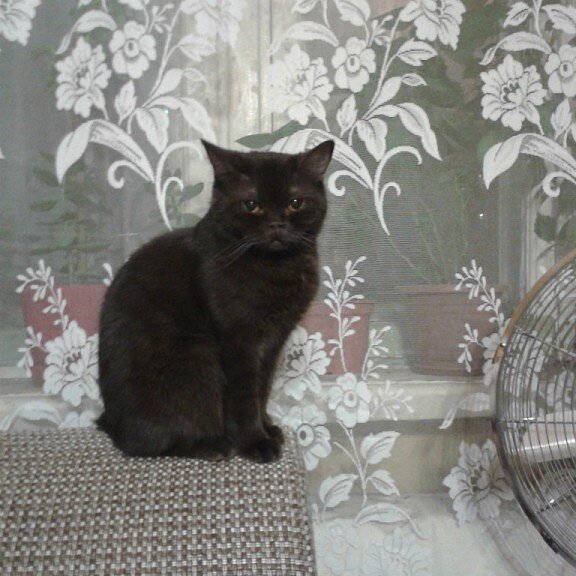 главные герои съемки!