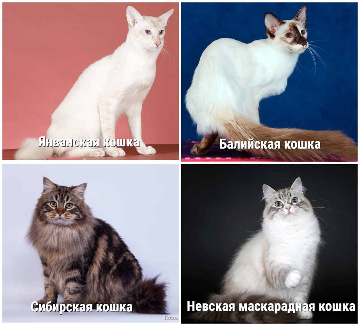 Породы кошек с гипоаллергенной шерстью фото и названия