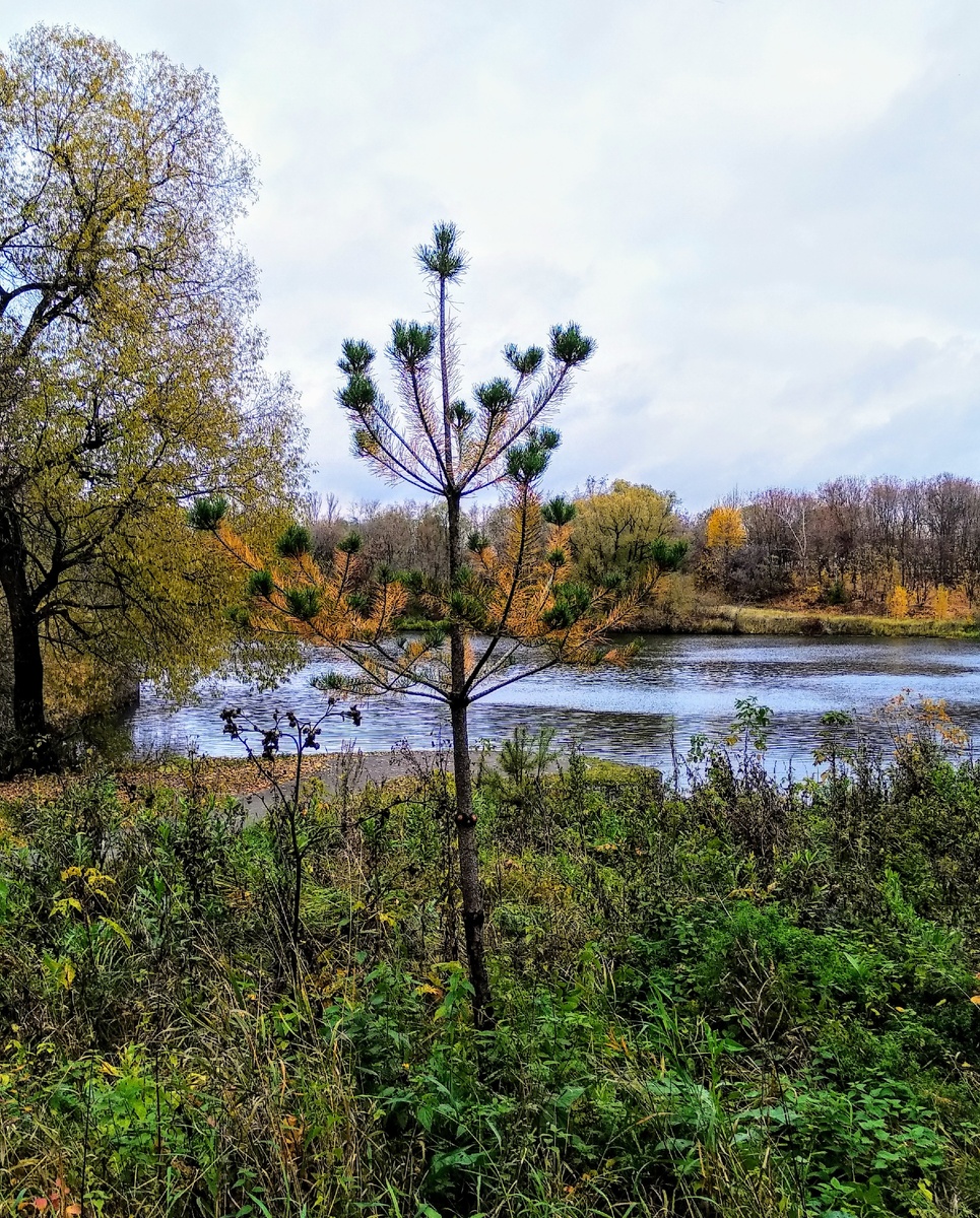 Сосенка тянется к солнцу - жить хочется))