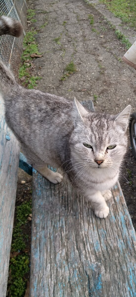 Фото той самой кошки