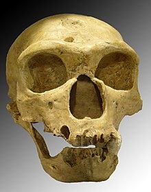 Череп неандертальца wikipedia.org