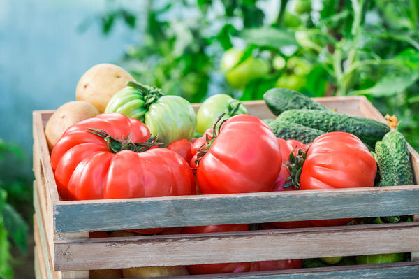 
На плодородном черноземе растения полны сил и жизненной энергии