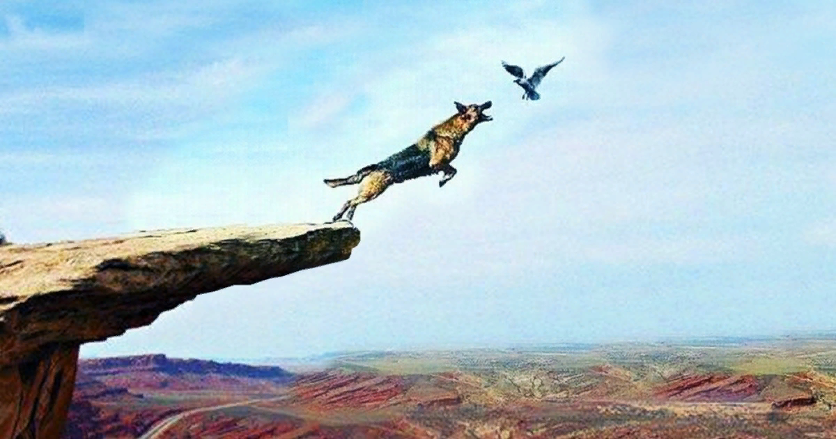Собака прыгает за птицей со скалы фото