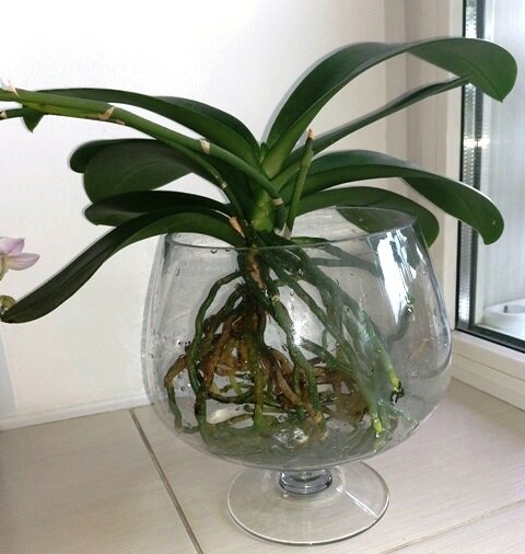 Как пересадить орхидею в вазу без субстрата.