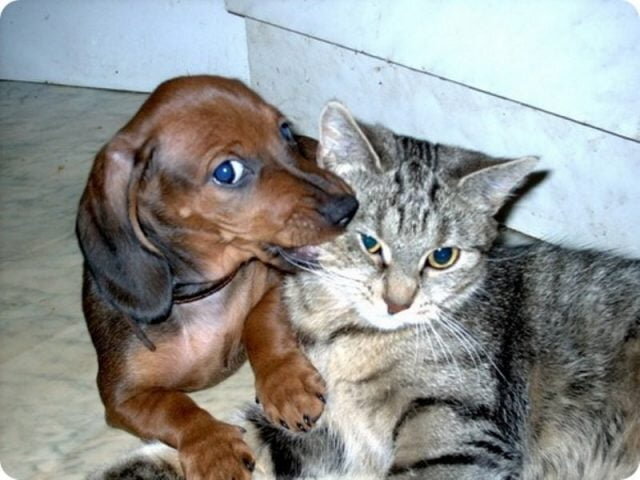 Смешные картинки кошек и собак (30 фото)