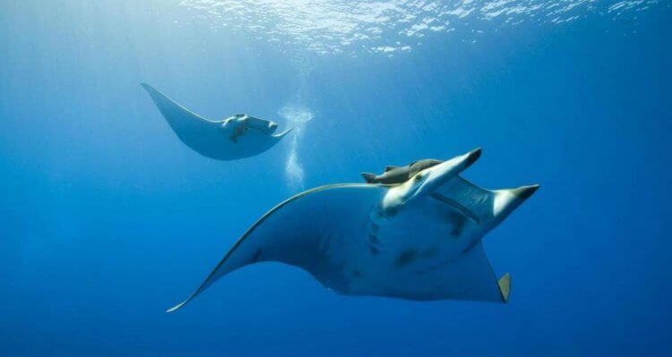 Так выглядят обычные особи скатов вида Manta birostris
