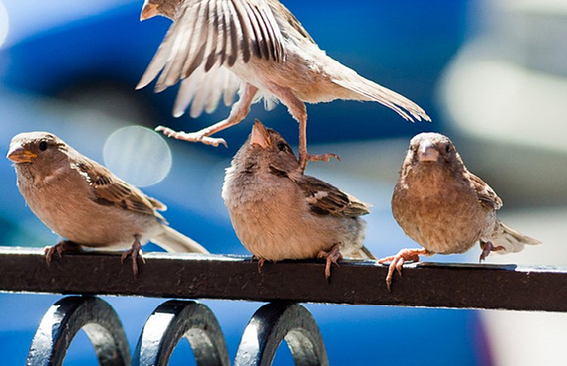 Из свободных источников.