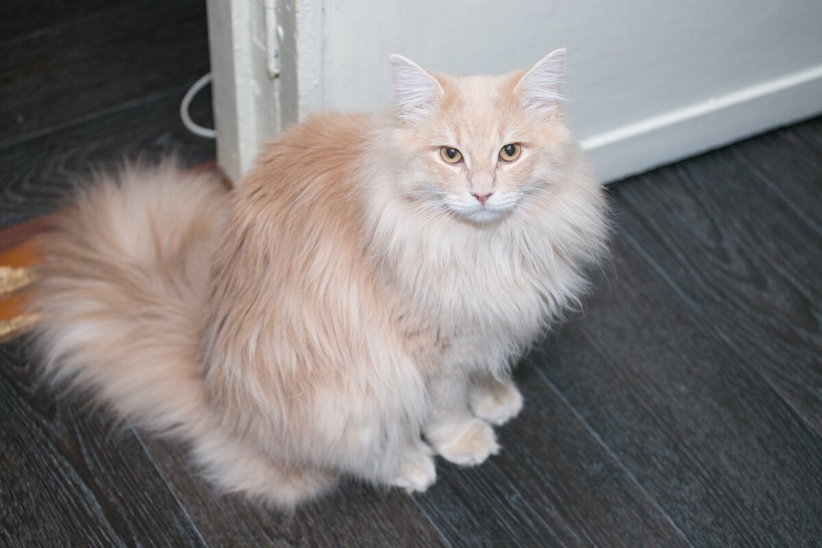 Наш Ричард - очень пушистый, но стричь никогда не хотели, на мой взгляд, шуба - его достоинство и краса:)