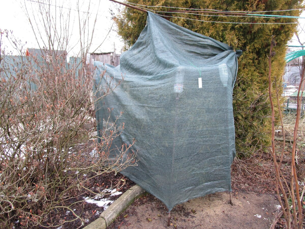 Притенён рододендрон вечнозелёный "Хельсинки университет".