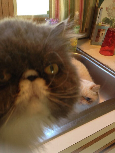 Утро начинается не с кофе а с "ДАЙ ПОЖРАТЬ"