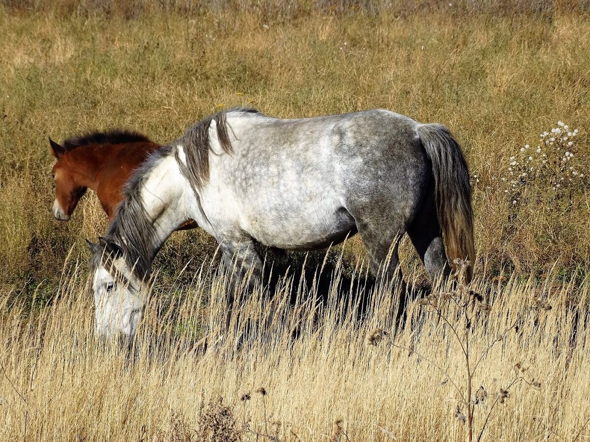     По названию несложно догадаться, где зародилась татарская лошадь. Сегодня её считают практически вымершей, поскольку осталось в природе не более пяти особей породы.-2-2